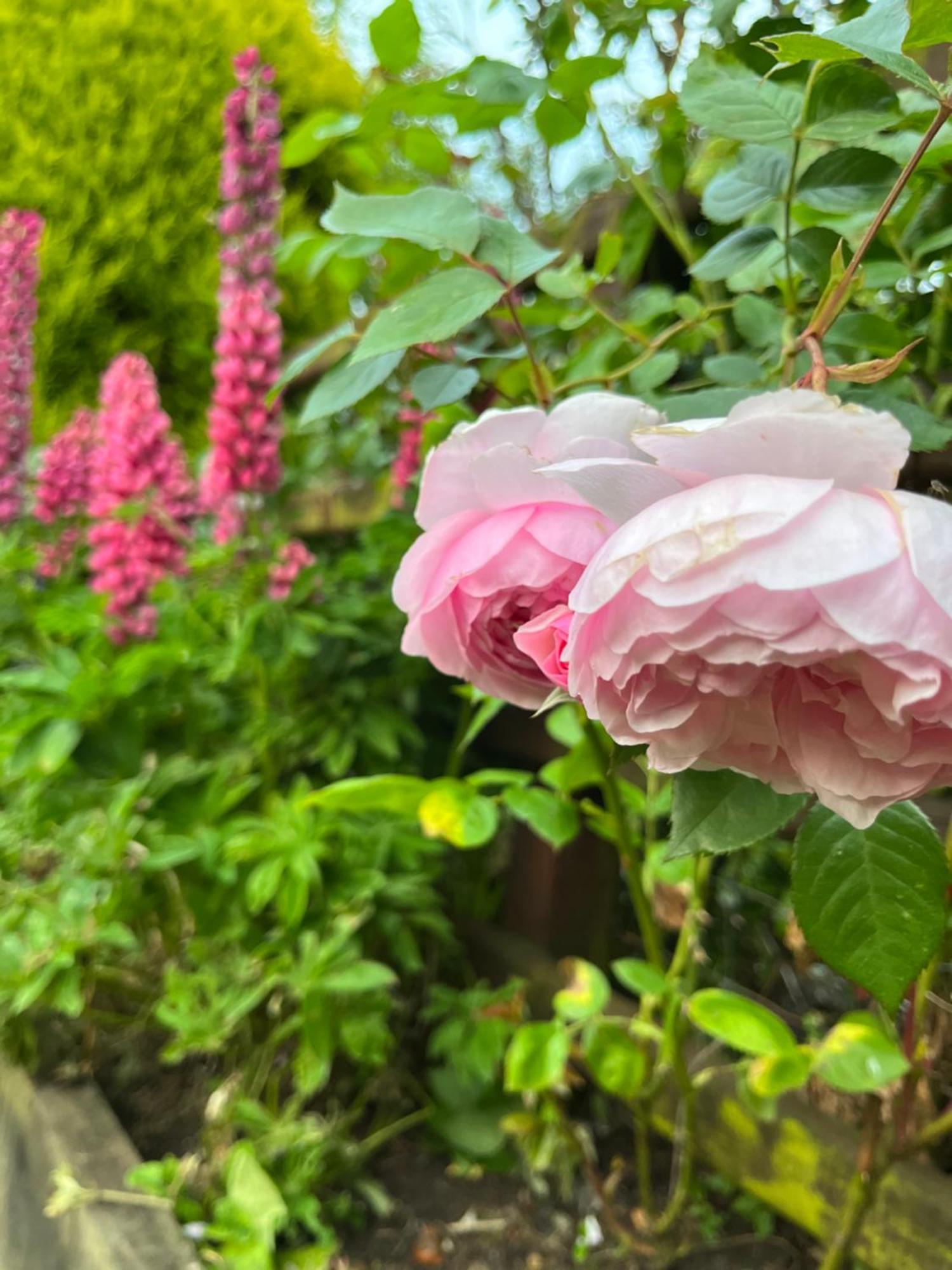 란 Old Mill House B&B 외부 사진